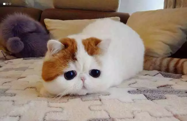 九大常见猫咪品种，你喜欢哪个?