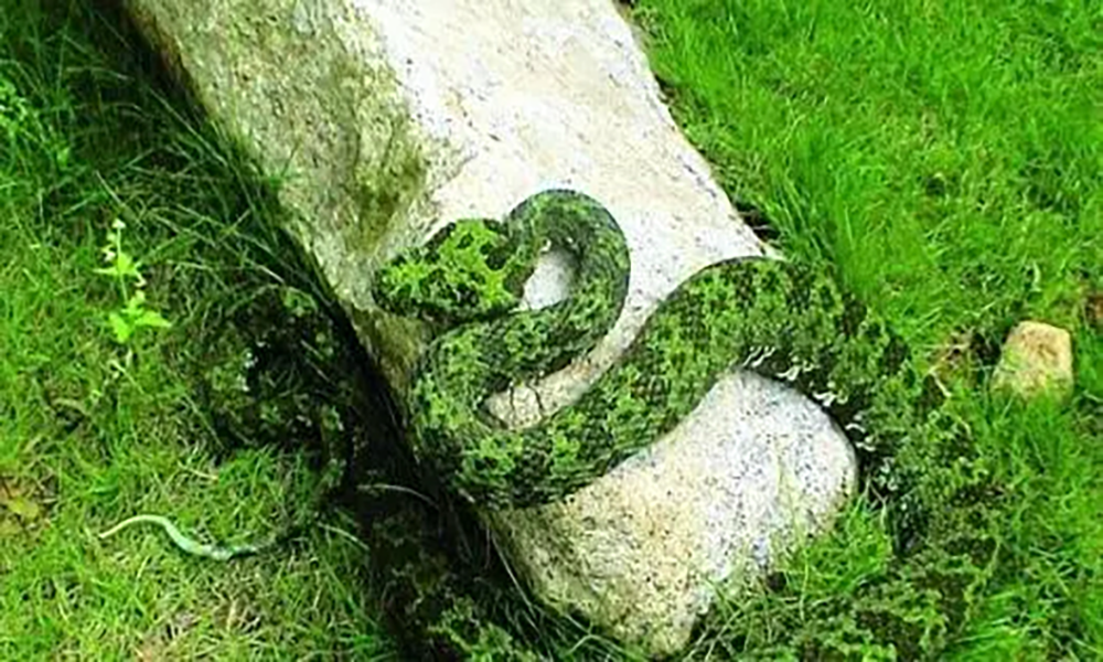 这些全球著名的蛇类，它们都有什么可怕之处？这其中你认识几种？