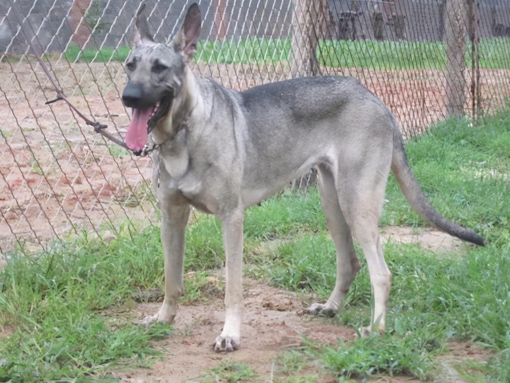 中国狼青是什么神仙宠物,这些好处只有养过的人才知道