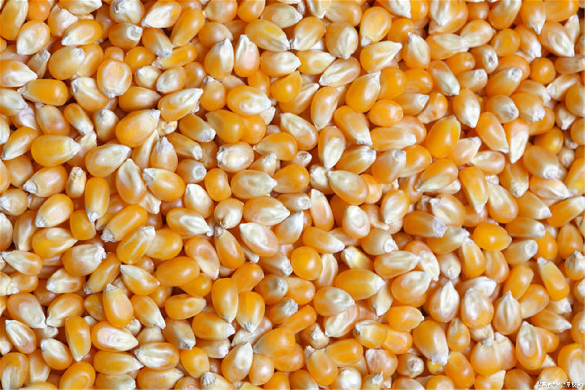 今日玉米最新价格多少？各地收购商走货如何？