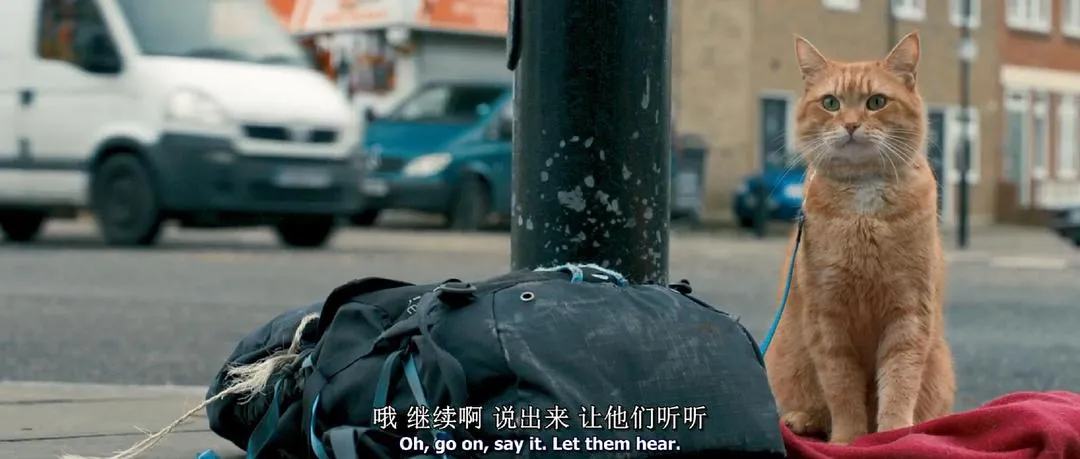 写给我的猫：亲爱的嘟嘟，请一辈子都跟我在一起吧