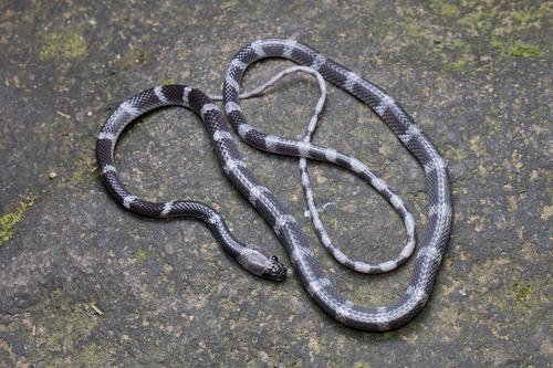 白环蛇和银环蛇的区别(那些穿着毒蛇外衣的无毒蛇)