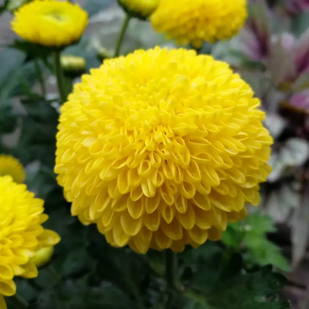 饺子吃烫的，菊花选圆的｜花材届的可爱担当乒乓菊，萌宠来袭