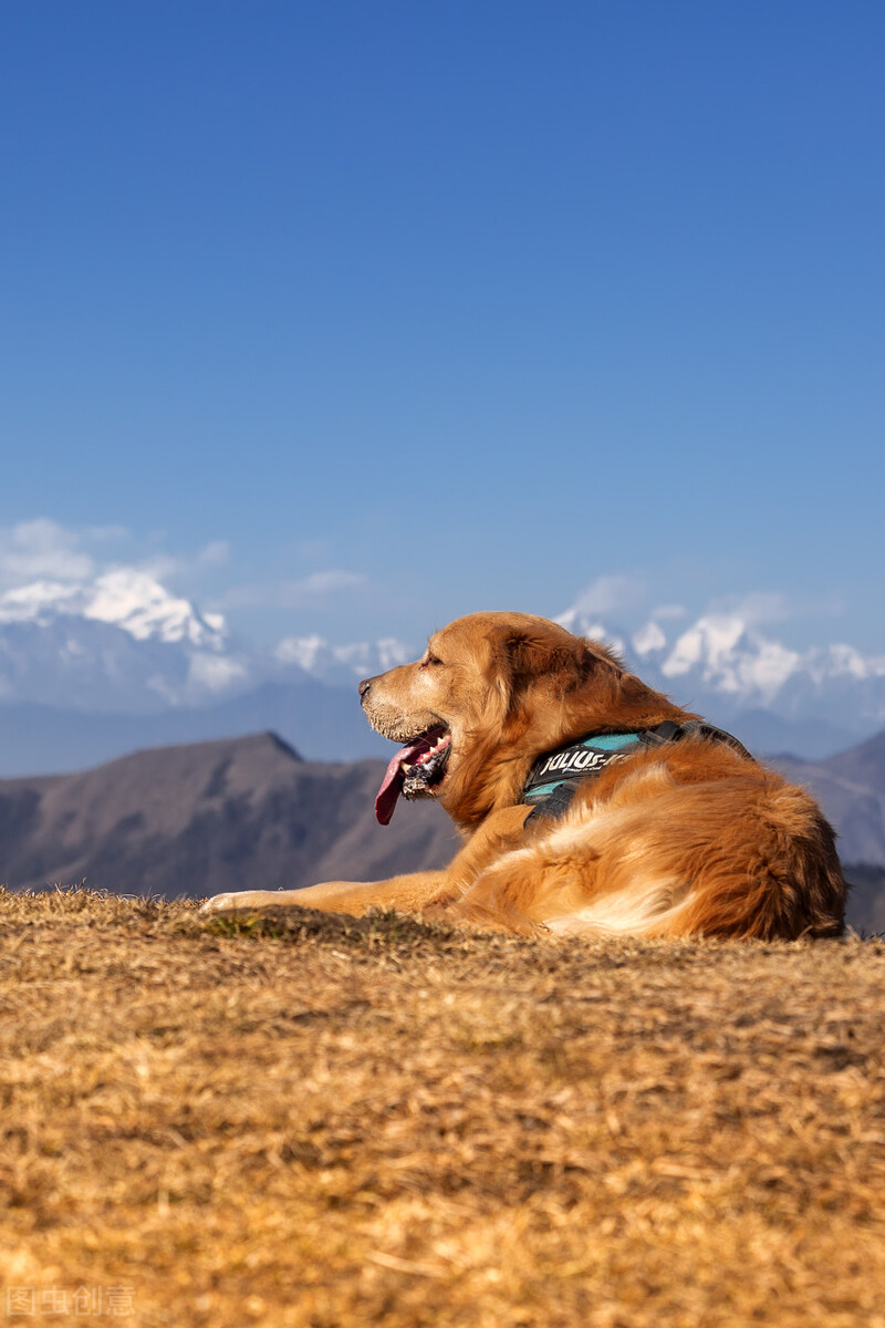 金毛是猎犬吗（三个小知识带你深度了解金毛犬）