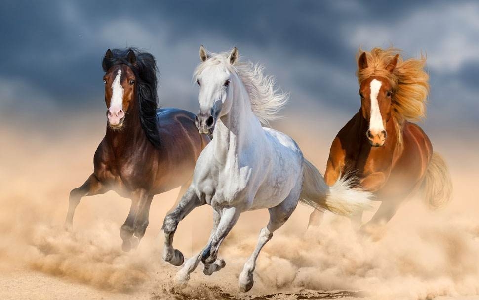 成人高考的作文（10篇写高三高考的优秀作文）