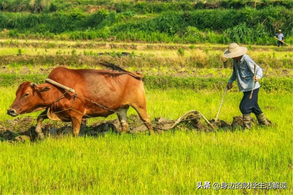 人说"2021三蛇闹春,十鼠抢粮,十一牛耕田"年景是好是坏?