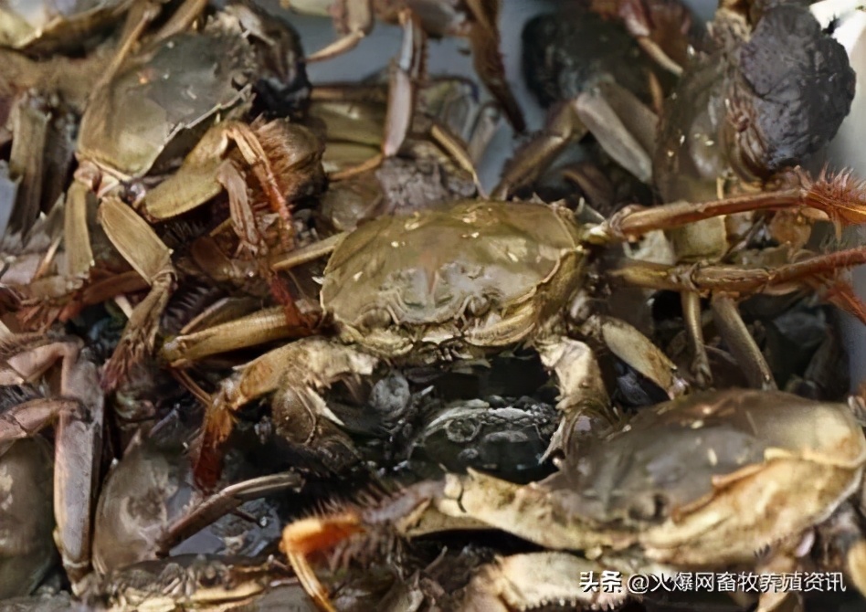 螃蟹吃什么食物好养活大闸蟹养殖方法