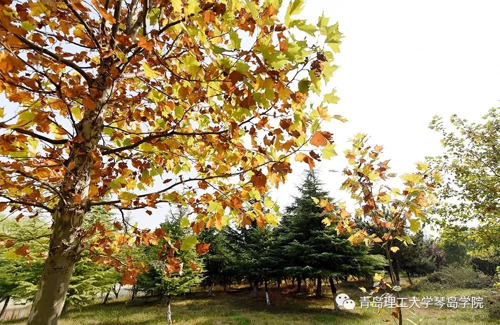 青岛理工大学琴岛学院：我把你画成画，与你平分琴院的秋色