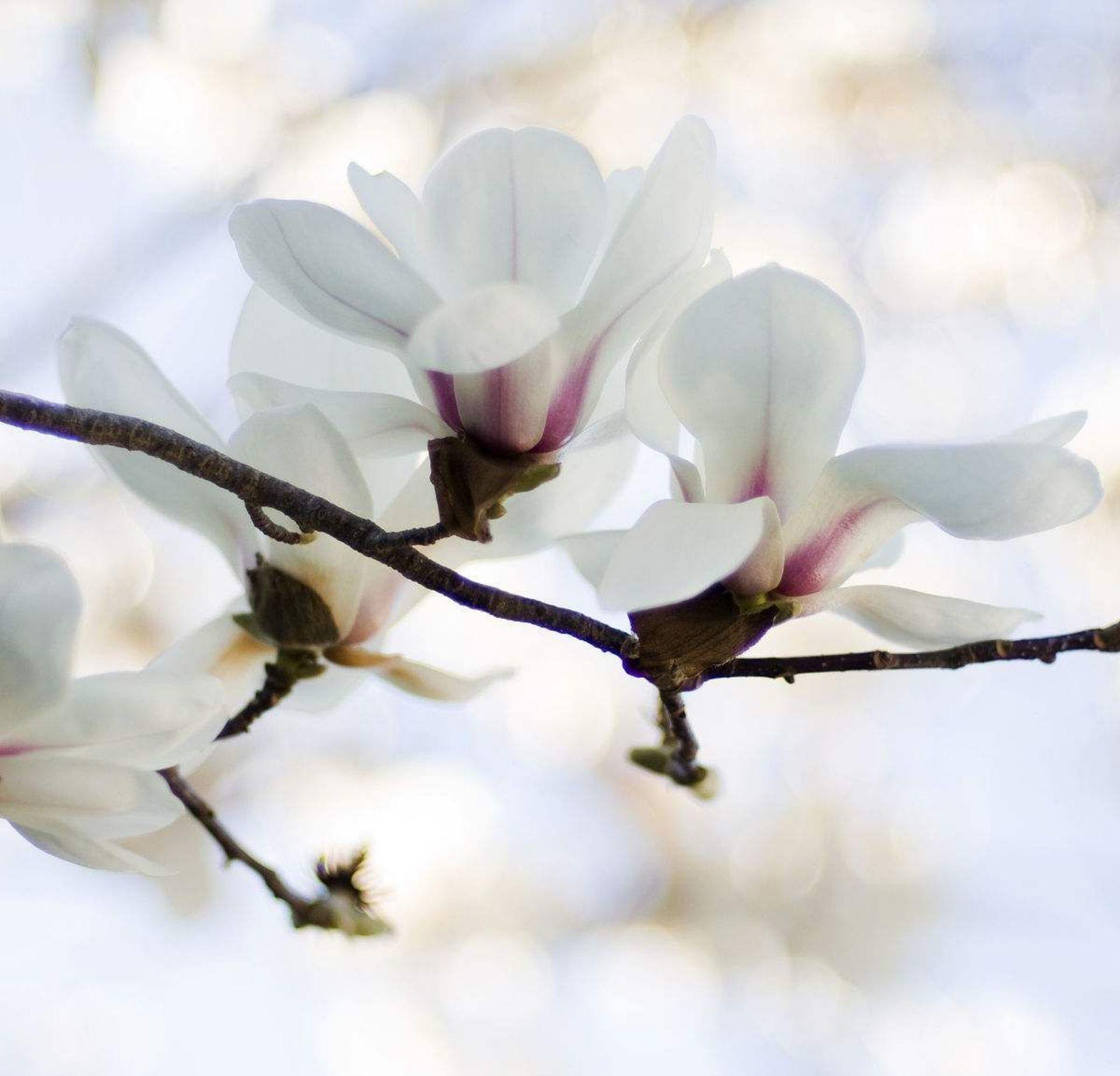 绝句四首：母校花木颂