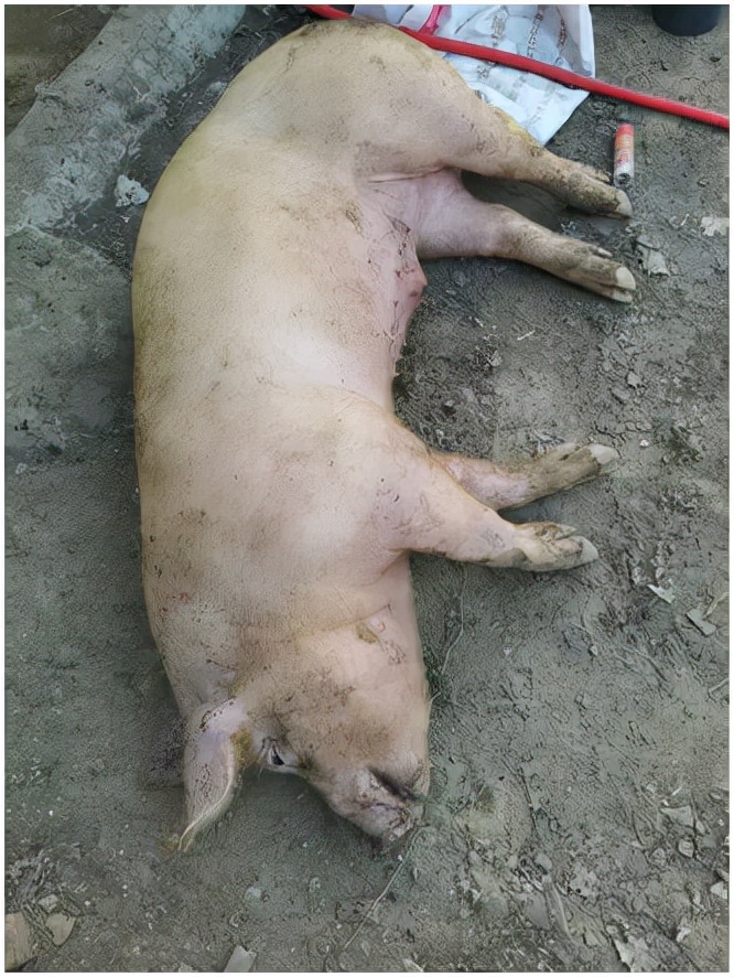 问诊案例 | 猪全场咳嗽，用药效果不明显，可以考虑补打蓝耳苗吗？