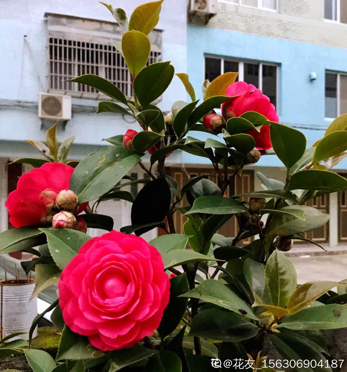 20种常见植物浇水方法,一句话说到重点,建议收藏