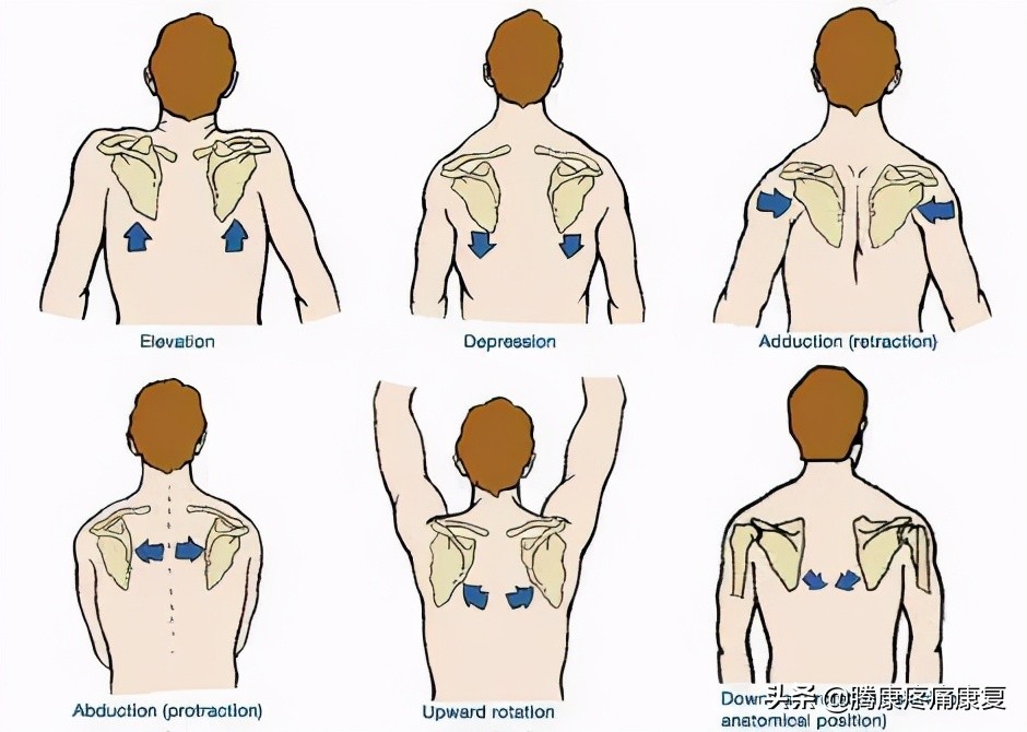 翼状肩胛骨图片(翼状肩原因分析与纠正方法)