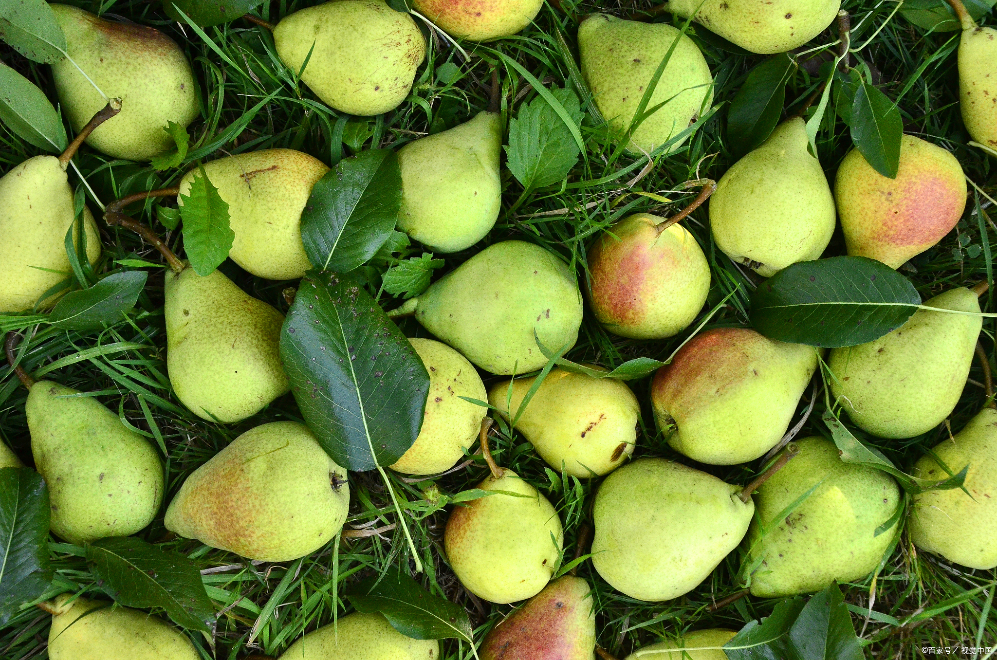 番石榴是一种适应性很强的热带果树,叶子和果实还有药用功效