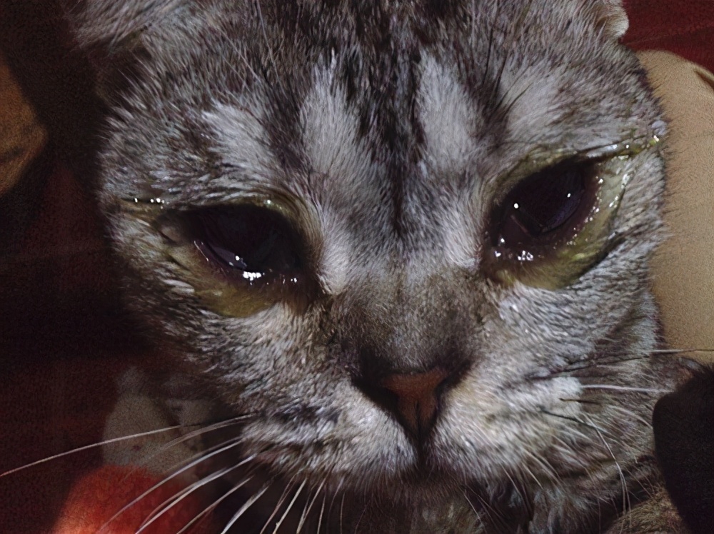 猫咪也会“哭”吗？猫咪流泪的几种原因