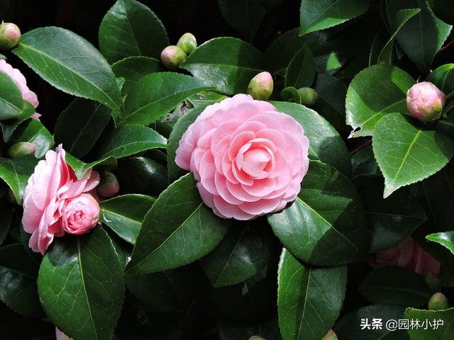 十一月开什么花(11月的花神非山茶花莫属)
