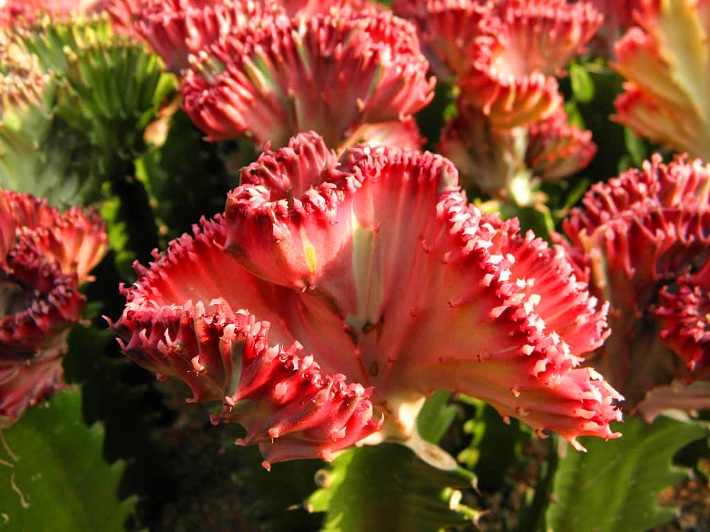 彩春峰嫁接一般采用霸王鞭或三棱箭作为砧木,成活后的