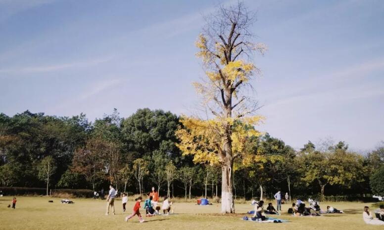 浙江大学哪个城市(浙江大学为什么被戏称为“三墩镇人民公园”？)