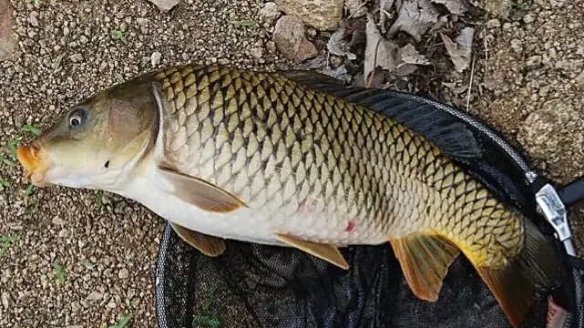 鱼的种类有哪些 常见鱼的种类名字大全和介绍 电商信息通