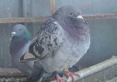 沙门氏的危害,真的是养鸽子的第一健康杀手
