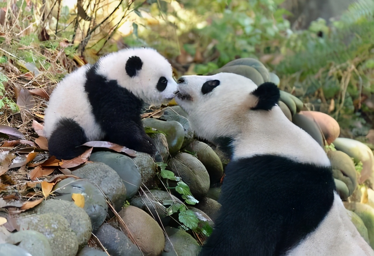 大熊猫的繁殖特点（大熊猫的繁殖有什么特点）-第9张图片-昕阳网