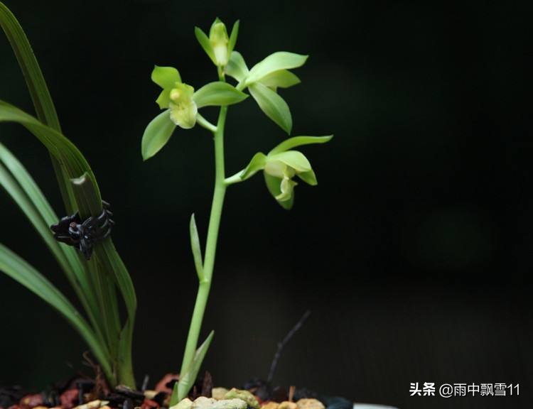 蕙兰花期管理有窍门：这样养护开花好，开品纯正放花香