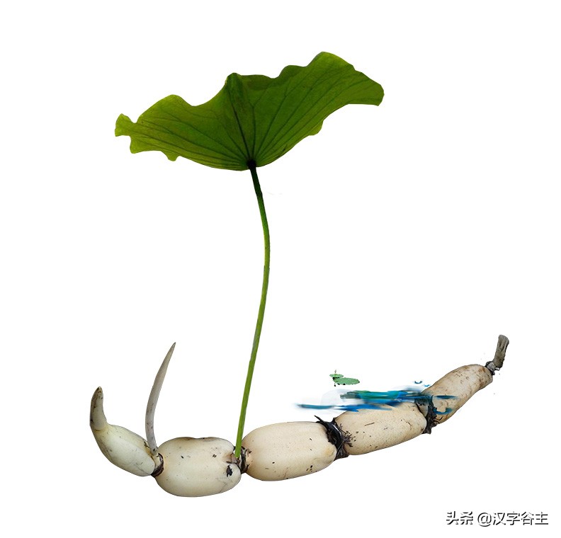 荷花有关知识及字词诗文（闲情偶寄芙蕖）