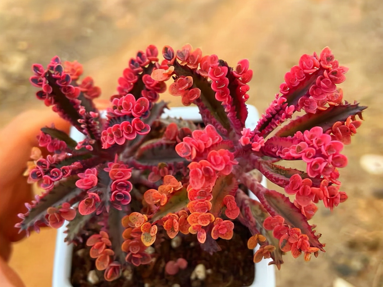 棒叶不死鸟有毒吗,不死鸟药用价值