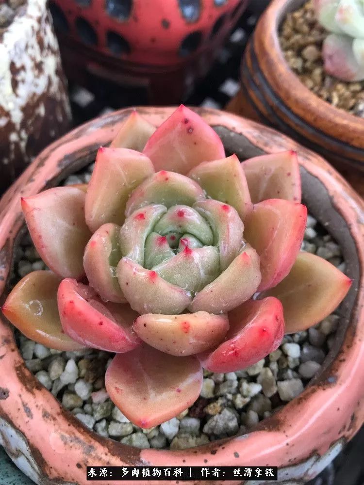 雪融花:雪中赏多肉,瑞雪兆丰年!