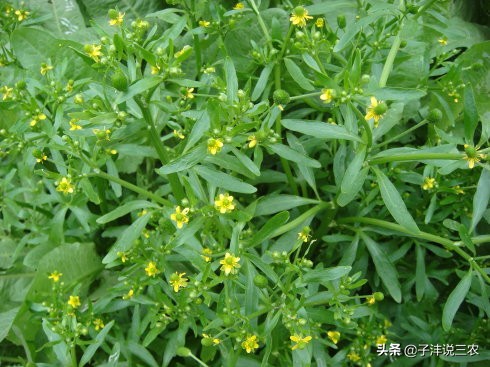 "鬼见愁":全身是毒,可是当地人抢着种,究竟是为什么?