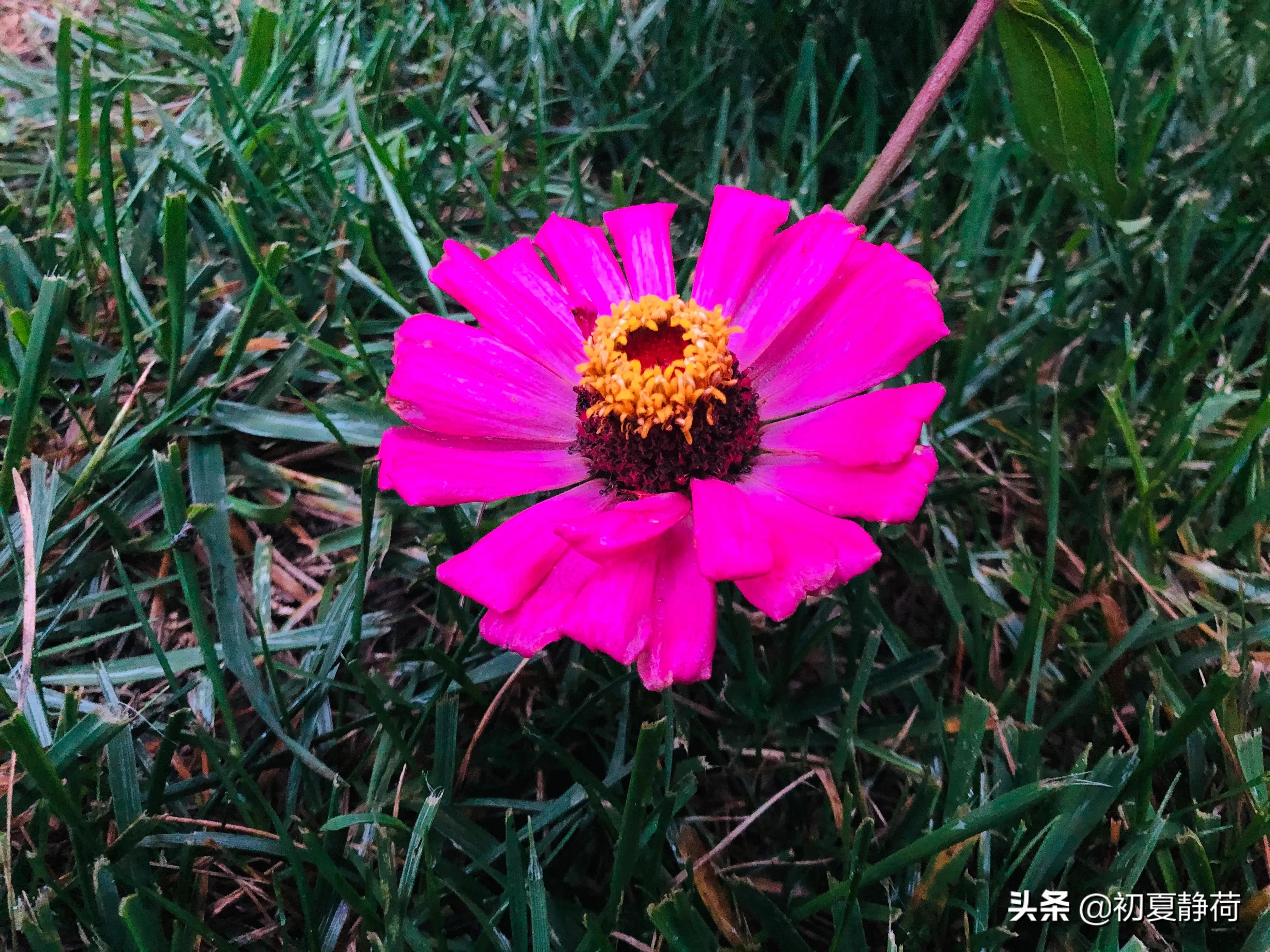 秋雨的深情，都藏在了花中，傍晚随笔
