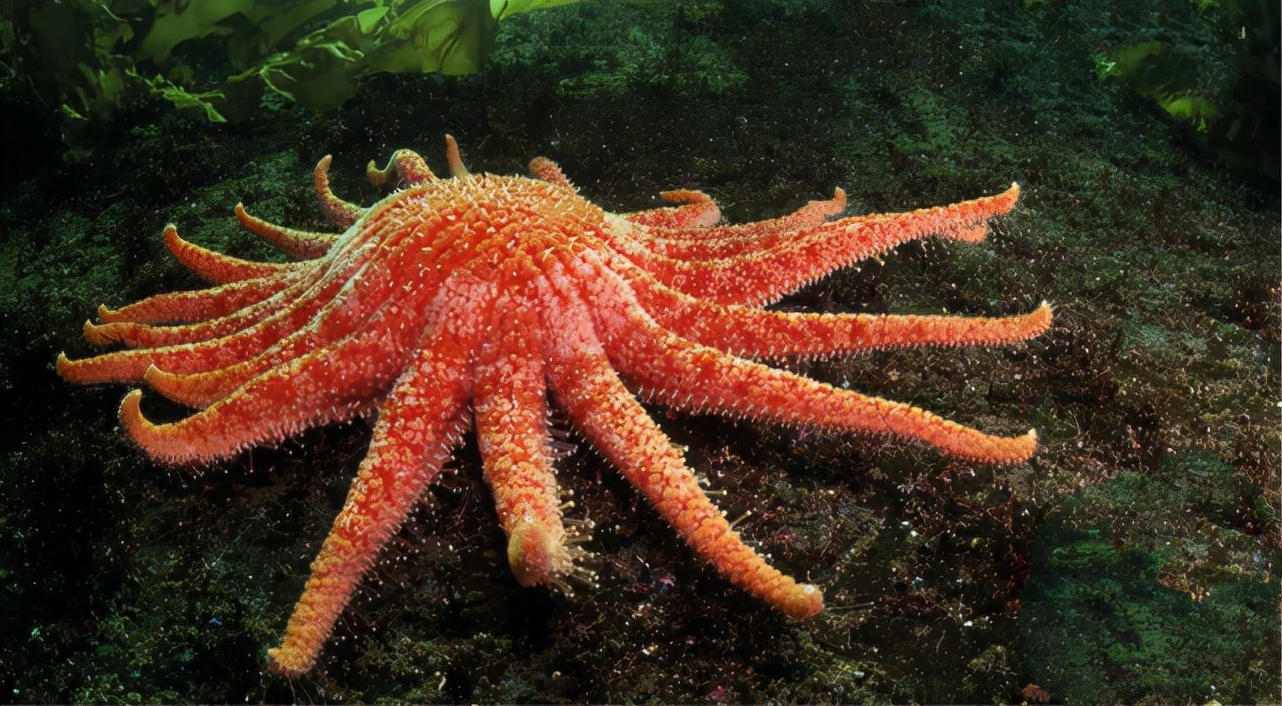 海洋中的海星有几只脚(一文详解海星可以吃的吗)