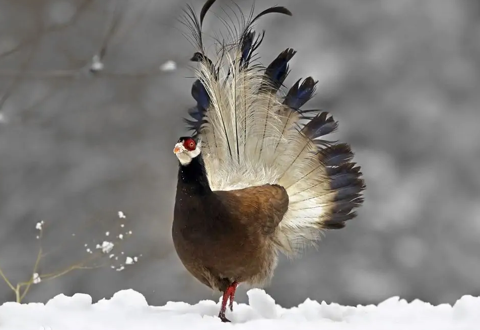 鹖怎么读,鹖的读音和意思