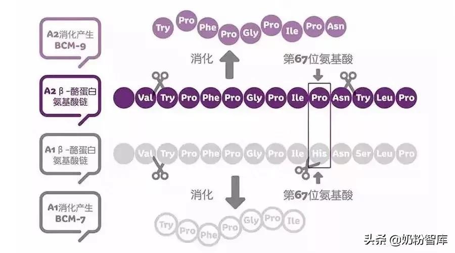 A1A2那种(喝这么多年a2奶粉了，还搞不懂A2你就OUT了)