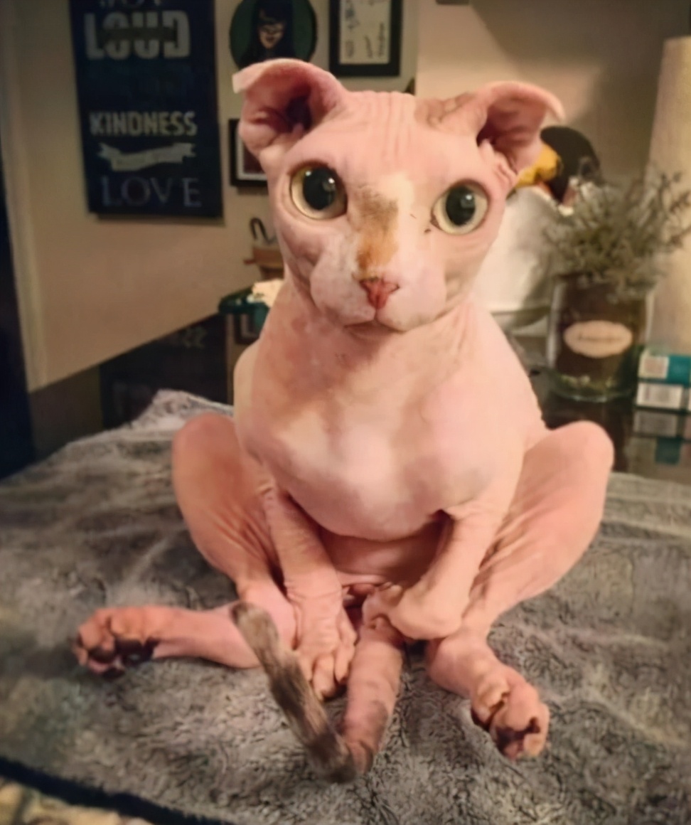 无毛猫那么丑，为什么还有那么多人养？这几点实在太香了
