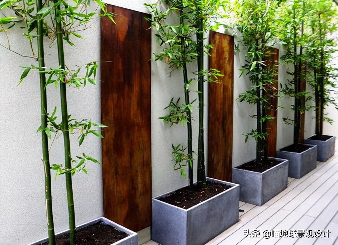 庭院景观设计:庭院中常用的几种竹子