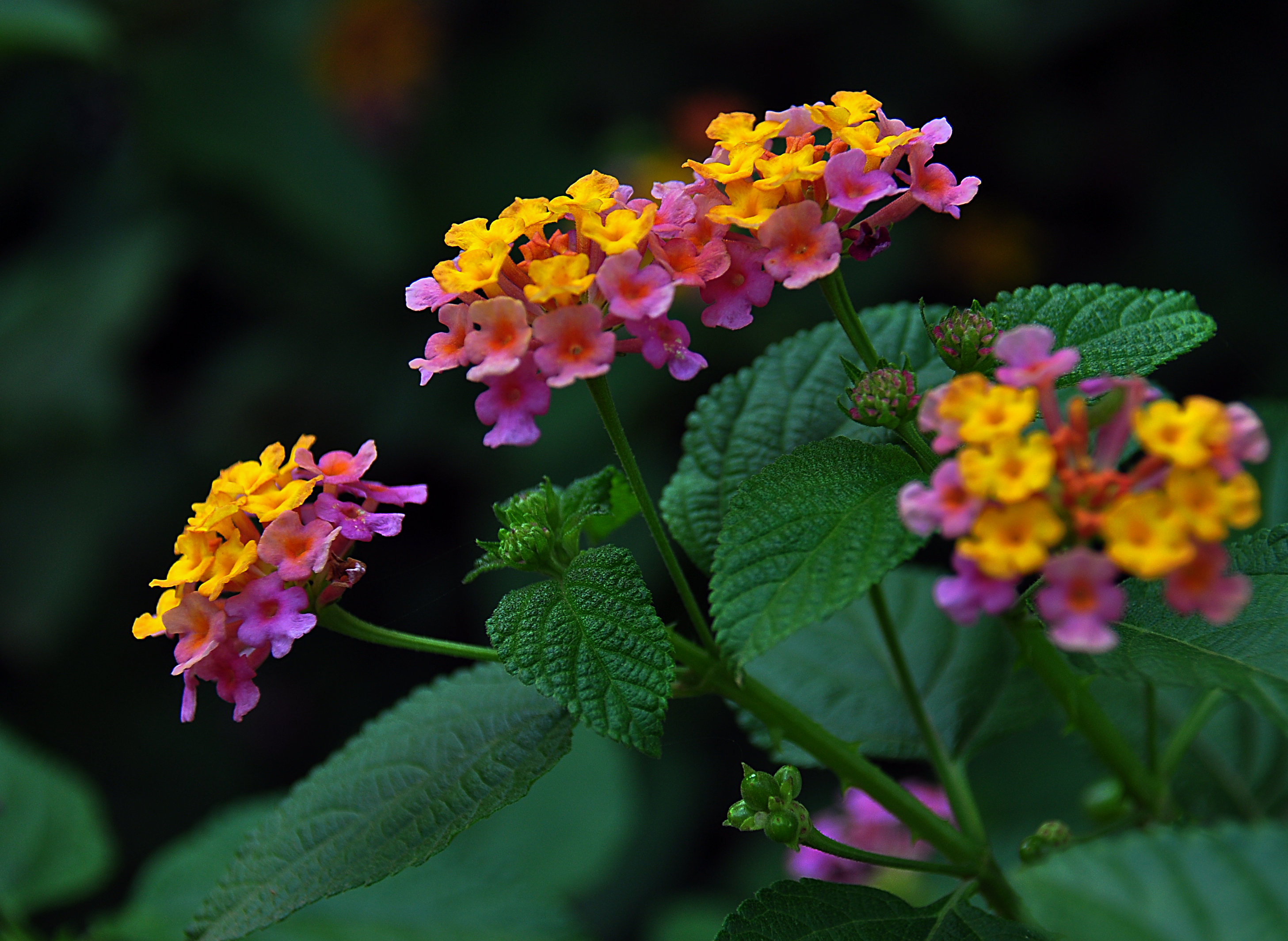 马蹄莲有毒吗 马蹄莲的四大禁忌-世界十大百科