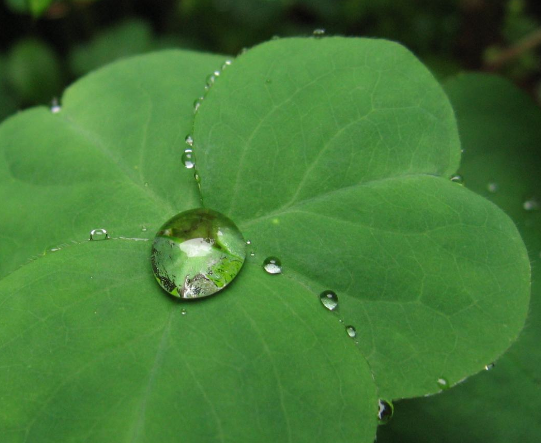 自来水浇花好不好（养花水可不能直接用自来水原因）