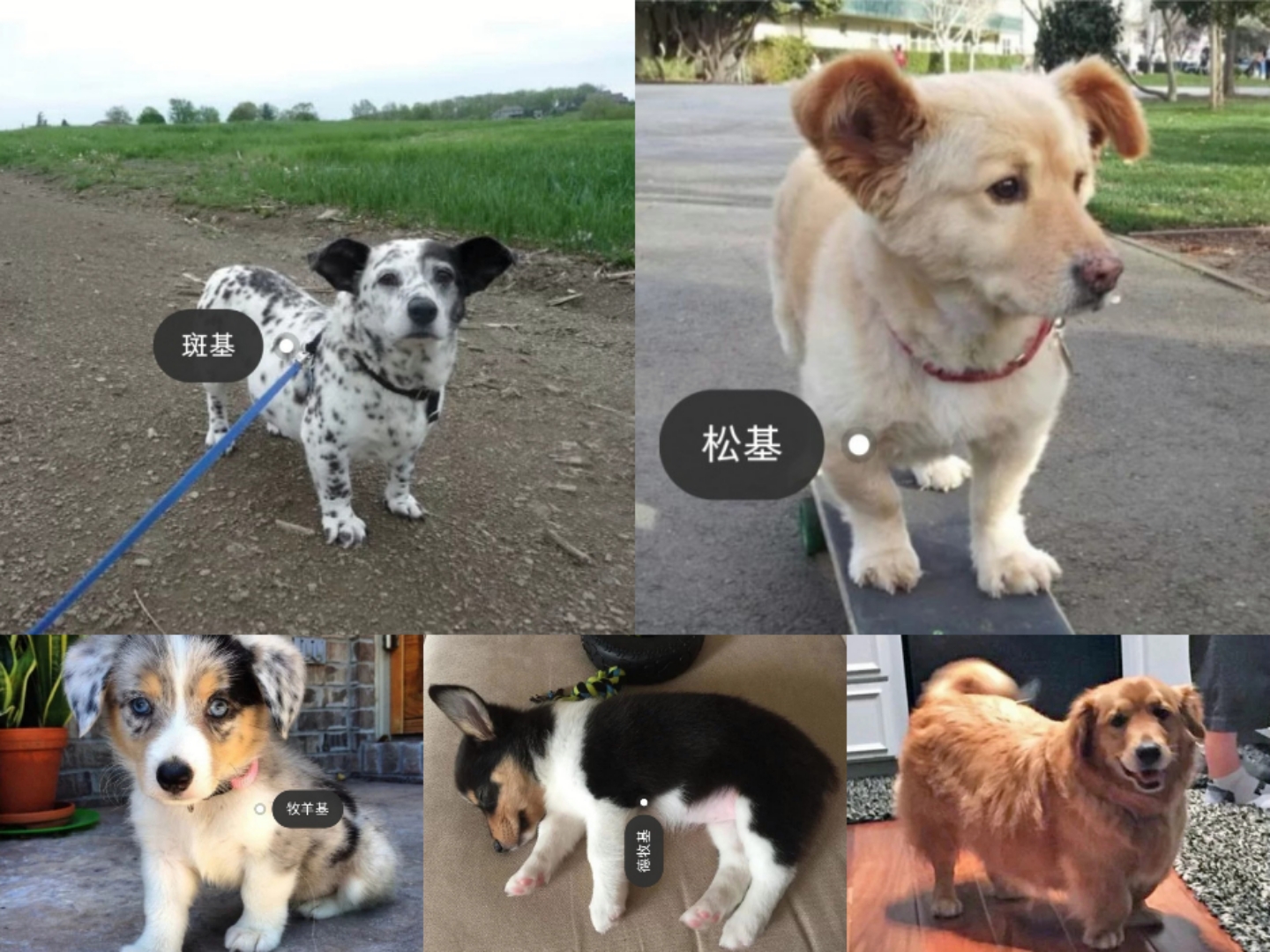分享今日冷知识：柯基犬，原来你不止腿短臀肥