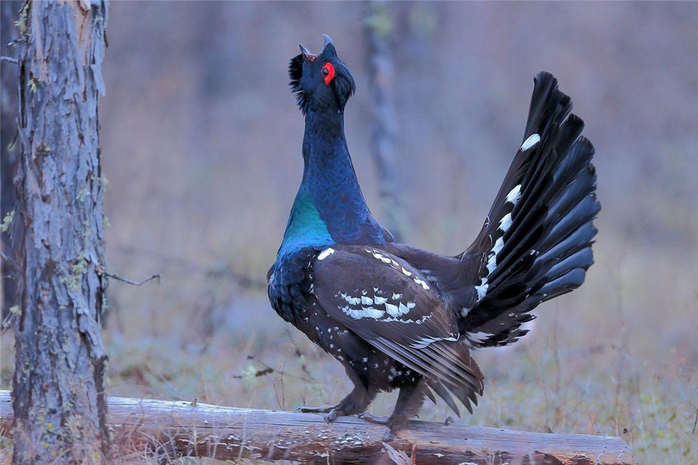 是一种很奇怪的动物,叫声响亮而有节奏,"梆,梆,梆"就像木棍敲击的声音