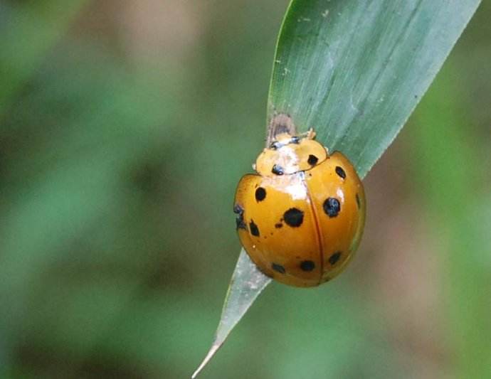 8,十二星瓢虫十二星瓢虫主要分布在.