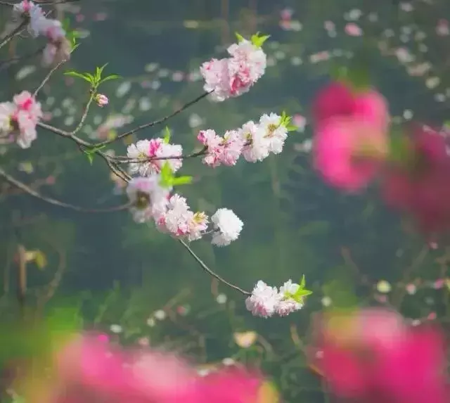 五月丨落花随春去，余香伴夏来