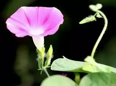 各种花的寓意及花语（100种花的花语大全）