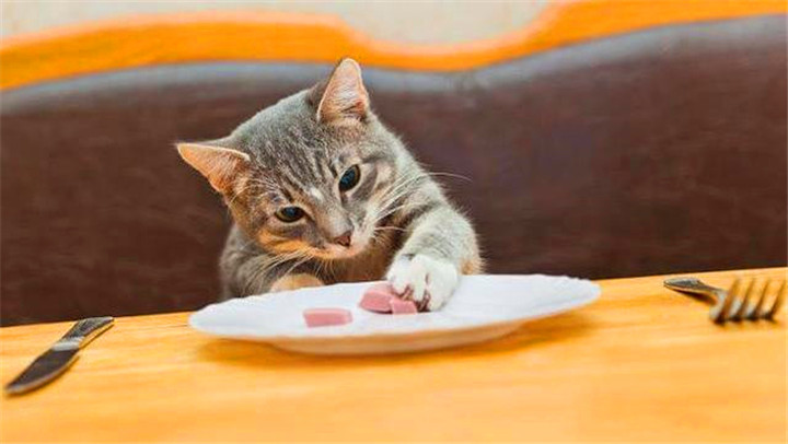猫能吃猪肉吗（猫咪能吃的5种肉和不能吃的3种肉）