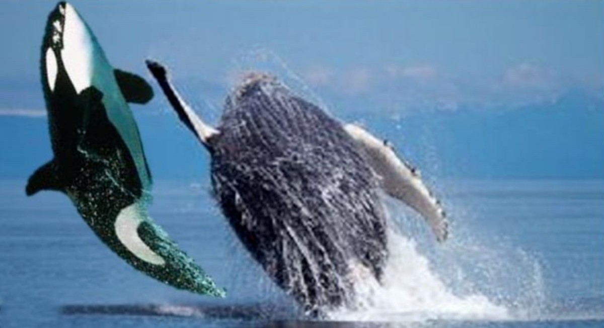 捕食频繁被座头鲸干扰，被人类圈养在水族馆，虎鲸有多可怜？