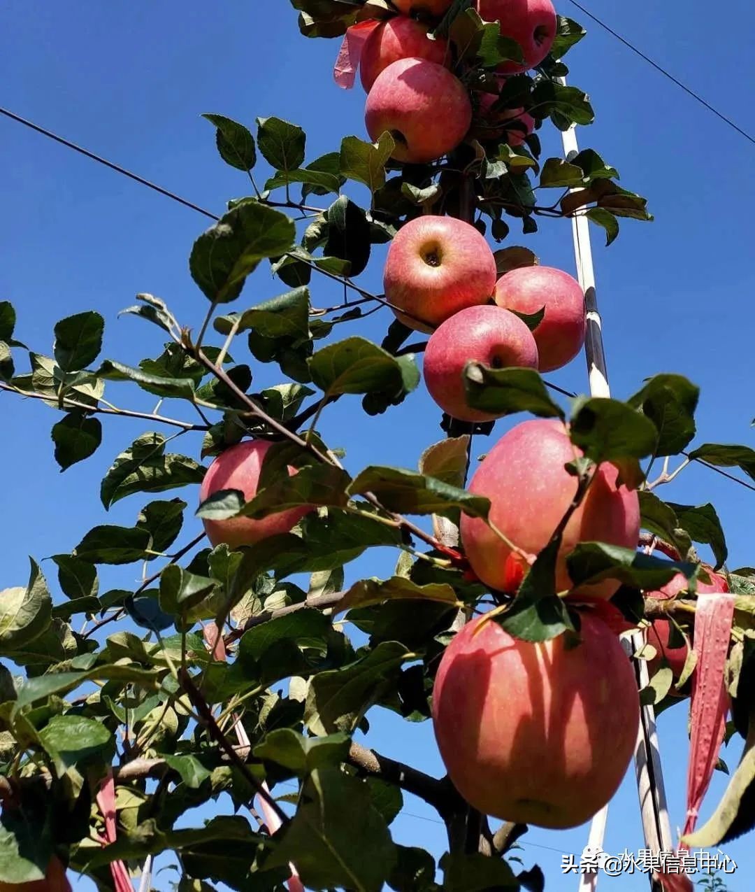 苹果的产地,苹果的产地主要在哪里