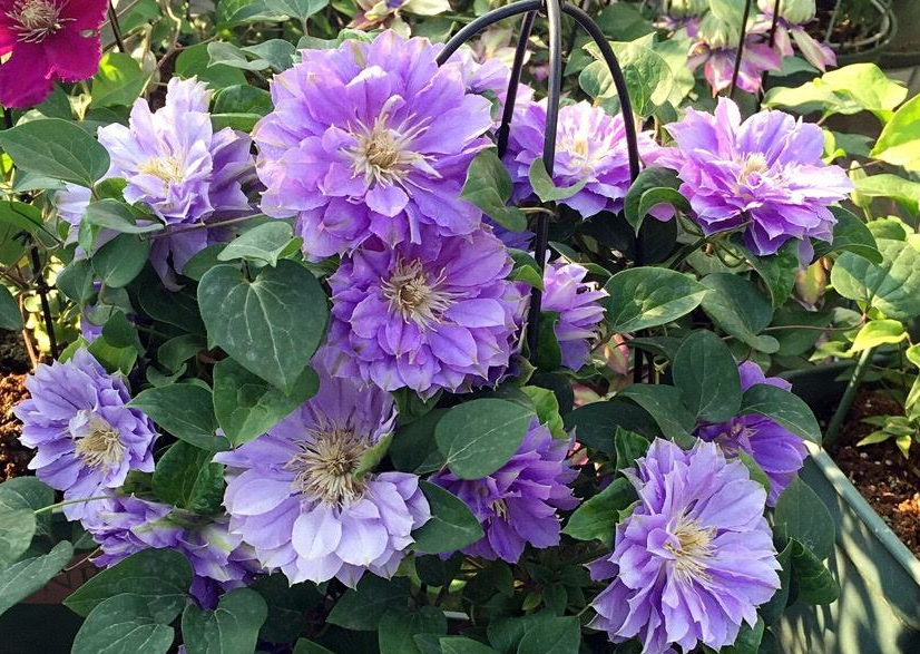 虽然,姐姐家的円空铁线莲是露天种植的,但是姐姐也是十分注意光照的