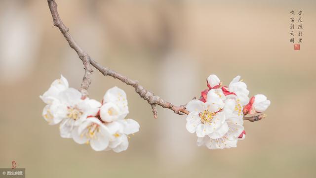 绿杨烟外晓寒轻，红杏枝头春意闹—杏花是如何与出墙扯上关系的？