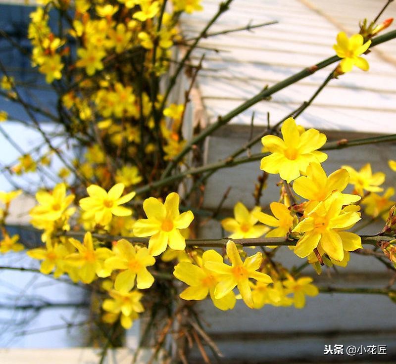 迎春花什么时候开（记住这点让你的迎春花在春节准时盛开）