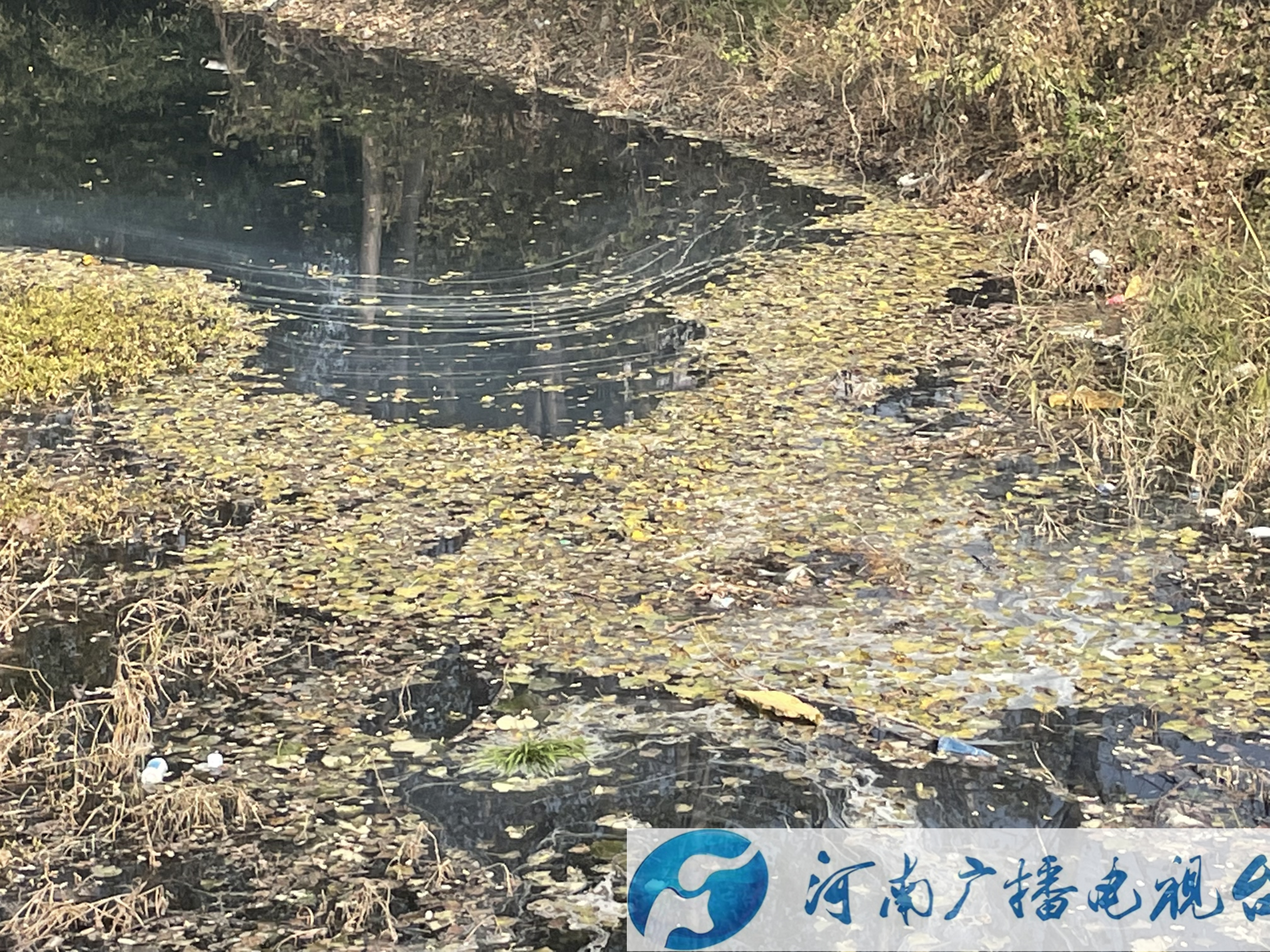 清洁乡村随手拍——商丘市睢阳区部分沟渠有些脏