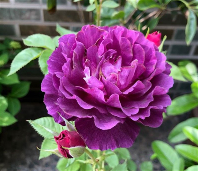 海洋之歌月季是(30款月季花大合集图鉴)